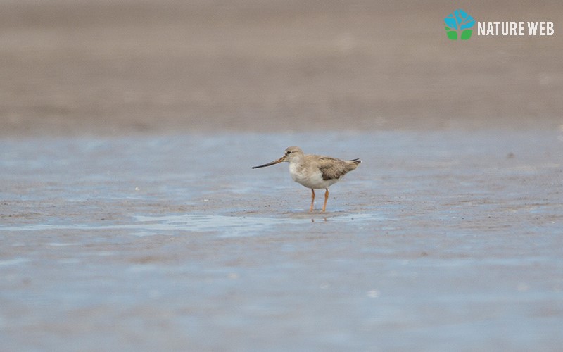 Terek Sandpiper